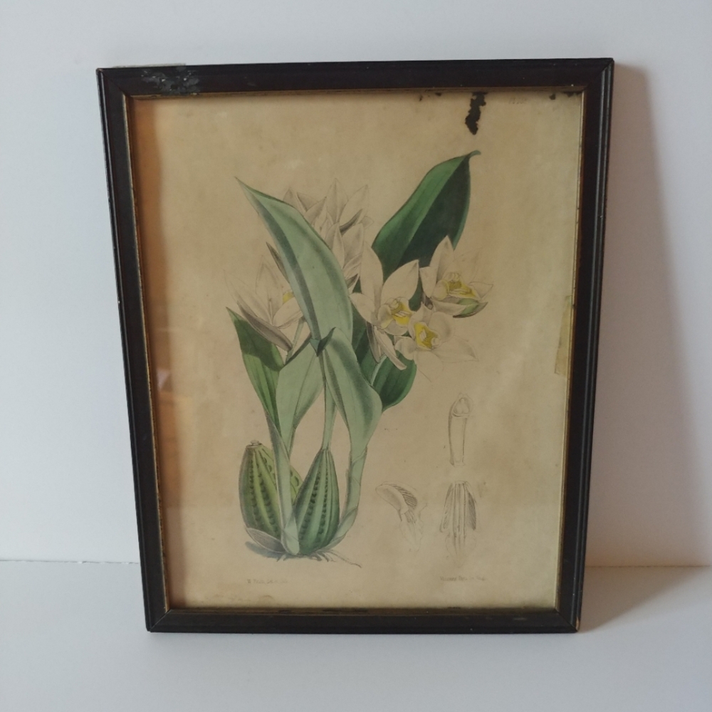 Authentic Antique Framed Botanical Print W. Fitch Vincent Brock Pt 16 Plate 5601